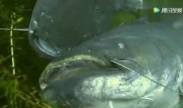 韩国鲶鱼爆料视频大全在线观看,揭秘娱乐圈幕后真相