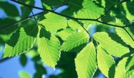 树叶最新爆料软件是什么,树叶最新爆料神器，一窥科技前沿新动态